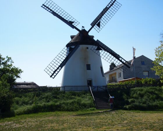 Windmühle in Podersdorf. © Foto: Spatzierer